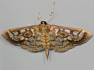 Herpetogramma thestealis