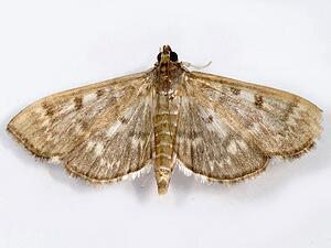 Herpetogramma aeglealis