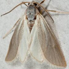 Acentria ephemerella