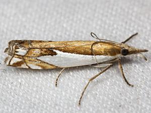 Crambus bidens