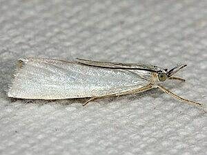 Crambus perlella