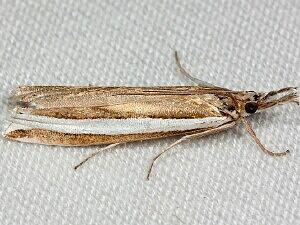 Crambus unistriatellus