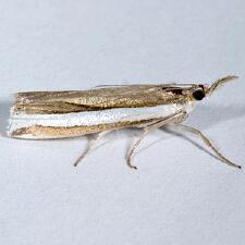 Crambus unistriatellus