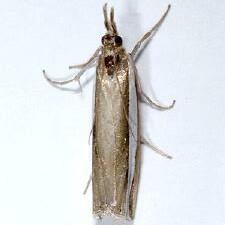 Crambus unistriatellus