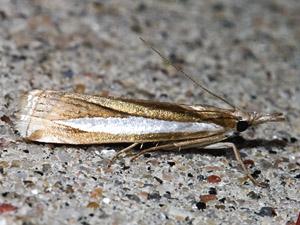 Crambus praefectellus