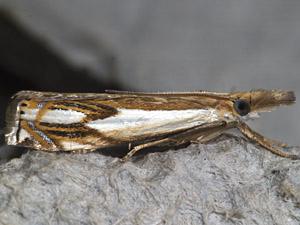 Crambus agitatellus