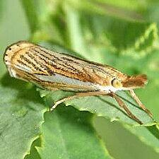 Crambus multilinellus