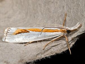 Crambus girardellus