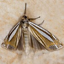 Crambus laqueatellus