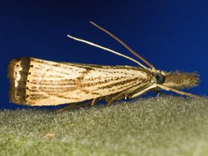 Agriphila ruricolellus