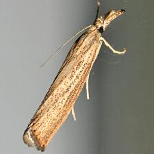 Agriphila vulgivagellus