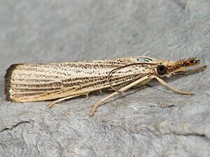 Agriphila vulgivagellus