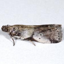 Acrobasis indigenella