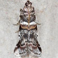 Acrobasis tricolorella