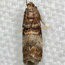 Acrobasis angusella