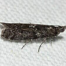 Pyla fusca