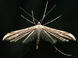 Emmelina monodactyla