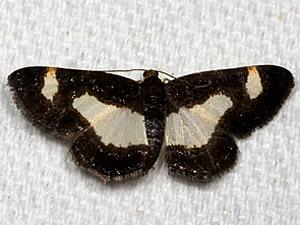 Heliomata cycladata