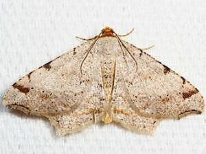 Macaria bisignata