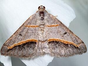 Digrammia mellistrigata