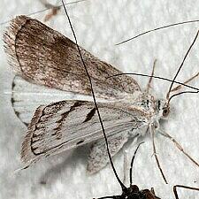 Lomographa semiclarata