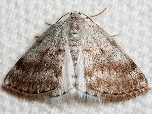 Lomographa semiclarata