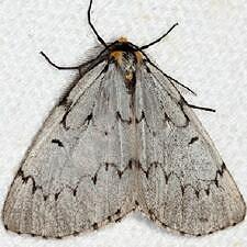 Cingilia catenaria