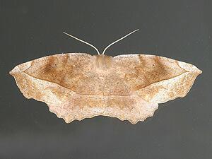 Eutrapela clemataria