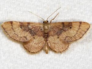 Idaea demissaria