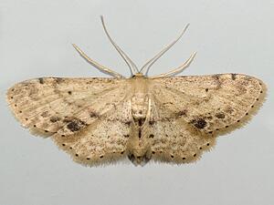 Idaea dimidiata