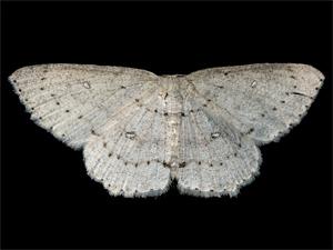 Cyclophora pendulinaria