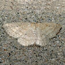 Scopula inductata