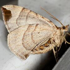 Eulithis molliculata