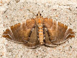 Eulithis molliculata