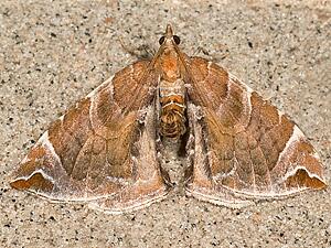 Eulithis molliculata