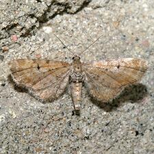 Eupithecia miserulata