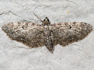 Eupithecia tripunctaria