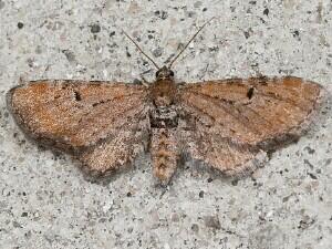 Eupithecia strattonata