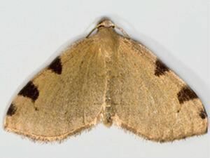 Heterophleps triguttaria