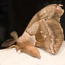 Antheraea polyphemus