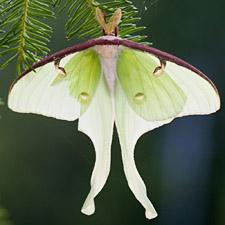 Actias luna