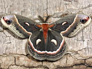 Hyalophora cecropia