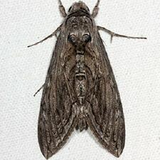 Manduca quinquemaculatus