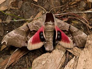 Smerinthus jamaicensis