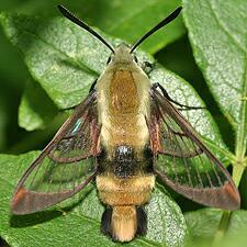 Hemaris diffinis