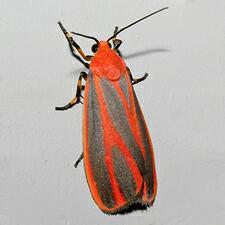 Hypoprepia miniata