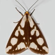 Haploa confusa