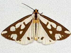 Haploa confusa