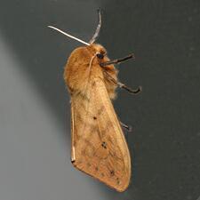 Pyrrharctia isabella