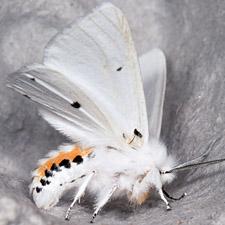 Spilosoma virginica